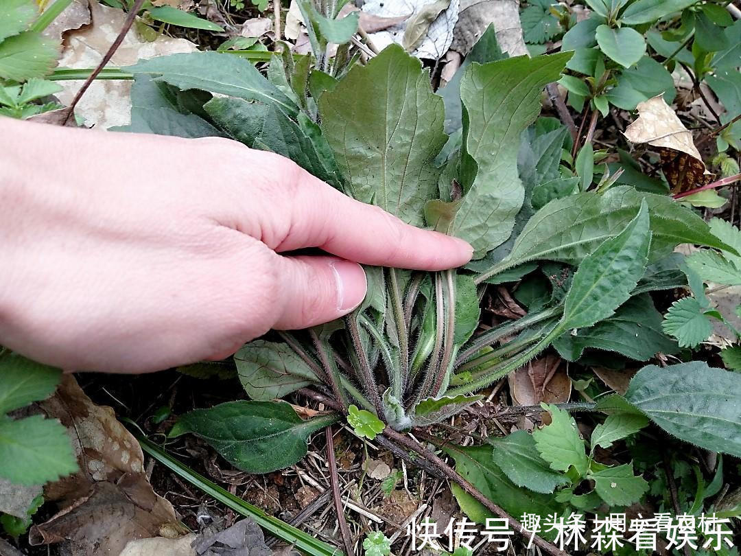 采摘|好难吃！怎么看都不像是野菜，一盘卖几十元，不知道哪里来的自信