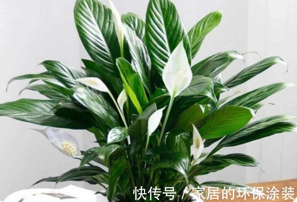 不起眼的紫药水,原来掌握住用法,养花有这么多好处