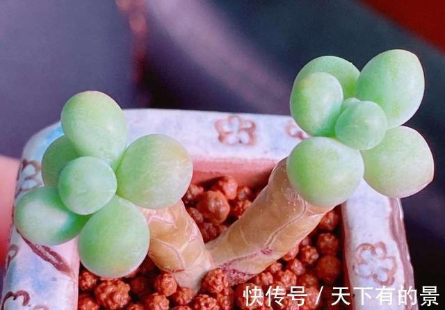 花友们|把多肉养绿很容易,但是能绿得这么漂亮的真是太难了,太喜欢了