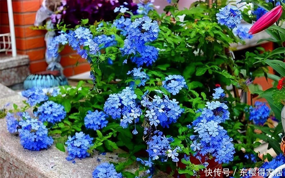蓝雪花蓝雪花|老花匠夏天必养的3种花,长势旺不休眠,清新漂亮惹人爱