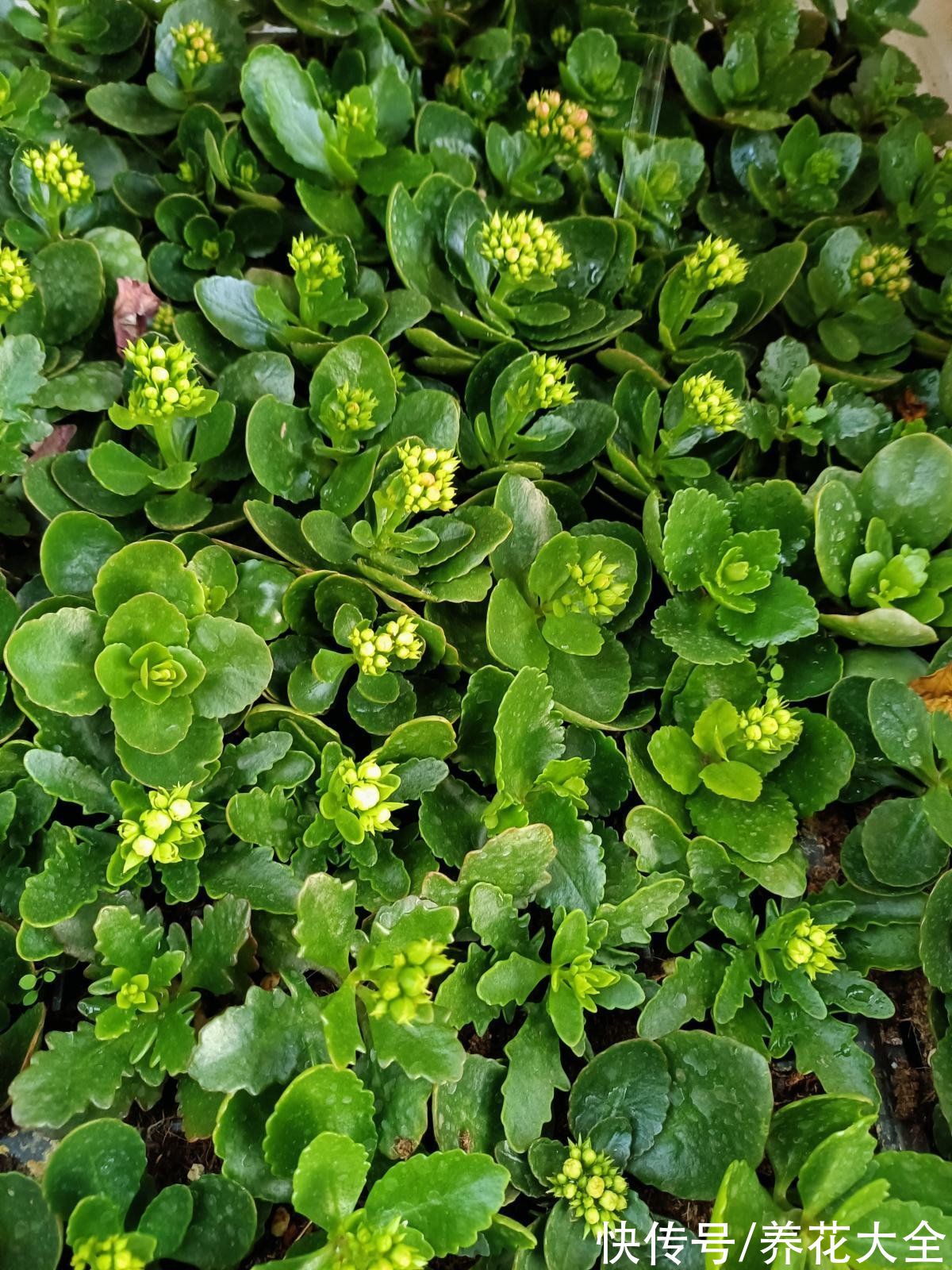 长寿花|现在养长寿花，掐个枝条就能养，一盆变多盆