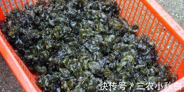 农民|农村一种野菜,估计很多人不认识,农民采摘了卖几十块一斤