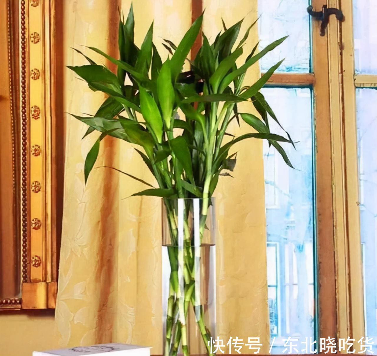 人养花,花亦养人,能促进“睡眠”的9种花,卧室再小也要养