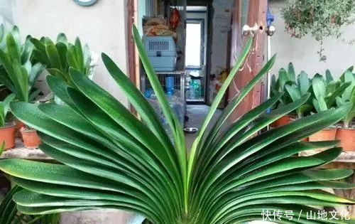 君子兰长势差,都怪盆底没有养花肥,两种料加进去呼呼长新叶开花