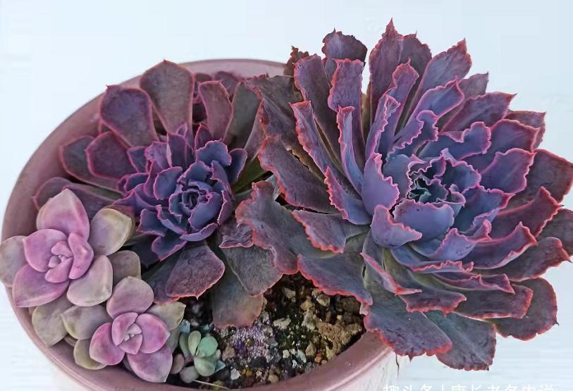 冬天南方多肉尽量露养,非得收进室内,要做到3个“必须”跟控水