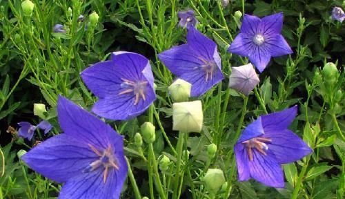 配方|清代名医黄元御的神奇配方!简单8味药,补阳气,搞定过敏性鼻炎