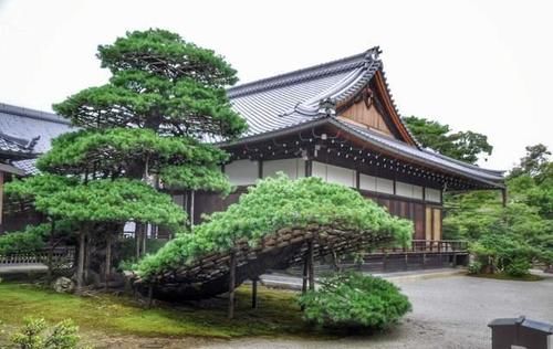 日式庭院里一般会种哪些植物 快资讯 日式庭院里一般会种哪些植物 快资讯