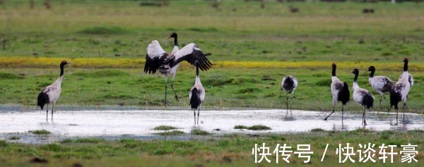 四川|四川若尔盖花湖：“高原精灵”们的繁育乐园