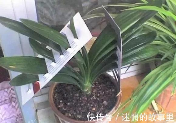 盆栽君子兰浇水贯彻12字真言,肉质根越长越健壮、花越开越多