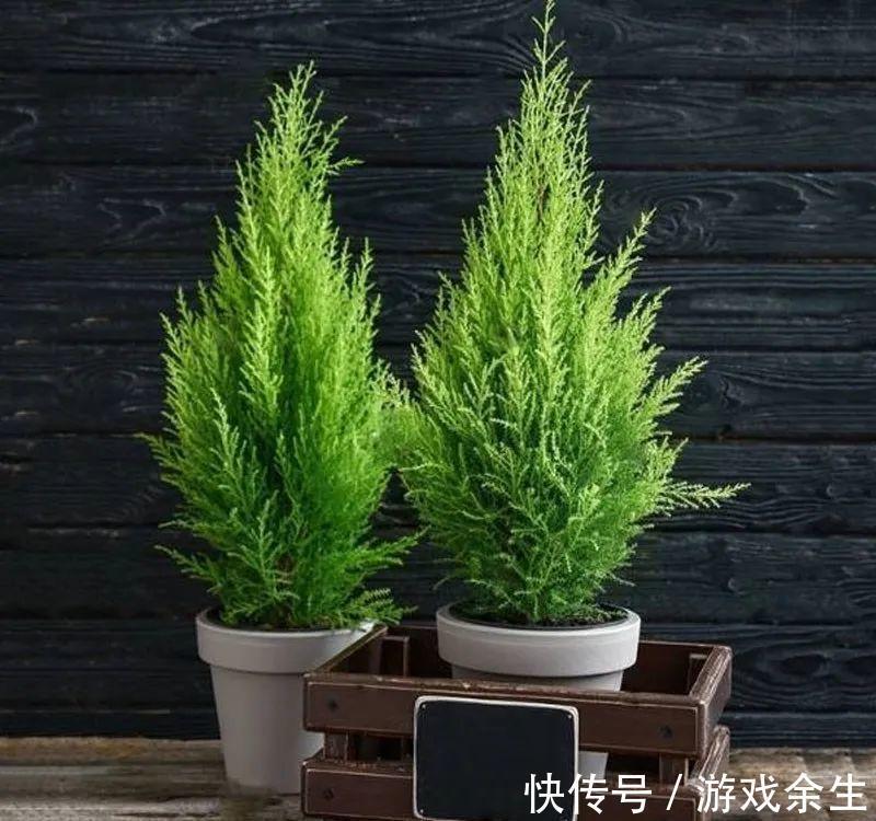 香气|3种“小盆景”能香几十年,客厅养一盆,小巧高雅,富贵不俗