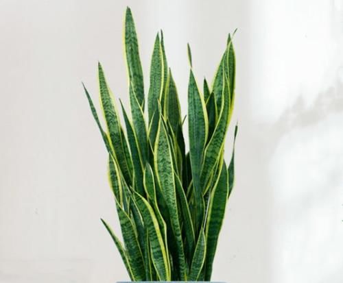 养多肉、芦荟、虎皮兰用此土,叶子圆滑厚实,长势就是好