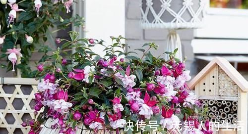 到了冬季就盆栽这7样花卉,耐寒能力强,开花美丽又喜庆