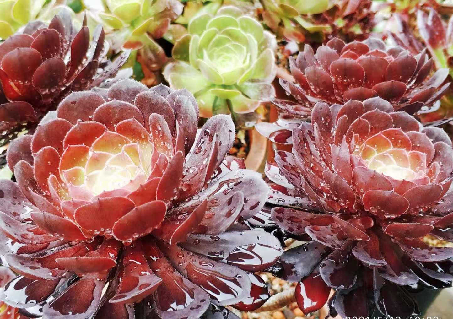 茎秆|多肉茎秆断了想还原是不可能的,但会操作的话可以多得一棵多肉