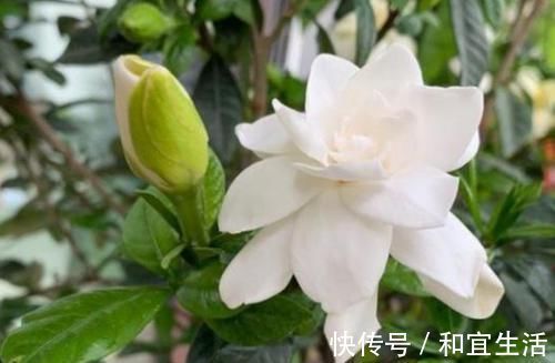 叶片|养花就养个花期长的，花大色艳，开花美长势旺，黄绿交辉