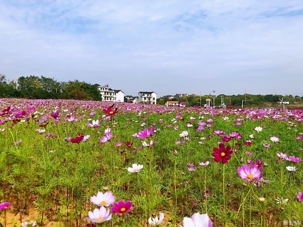 灿烂|晴空万里，鲜花灿烂