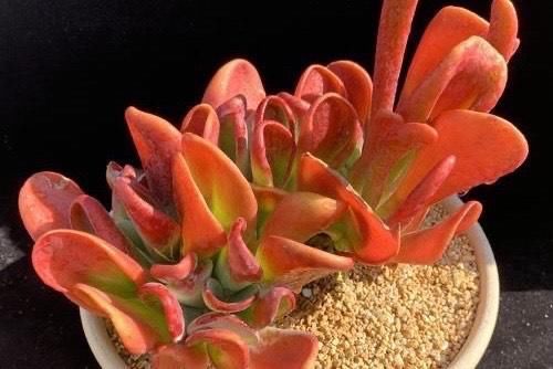  出状态|2020年多肉界的“4大天王”，冰玉王者归来，美杏锦独领风骚