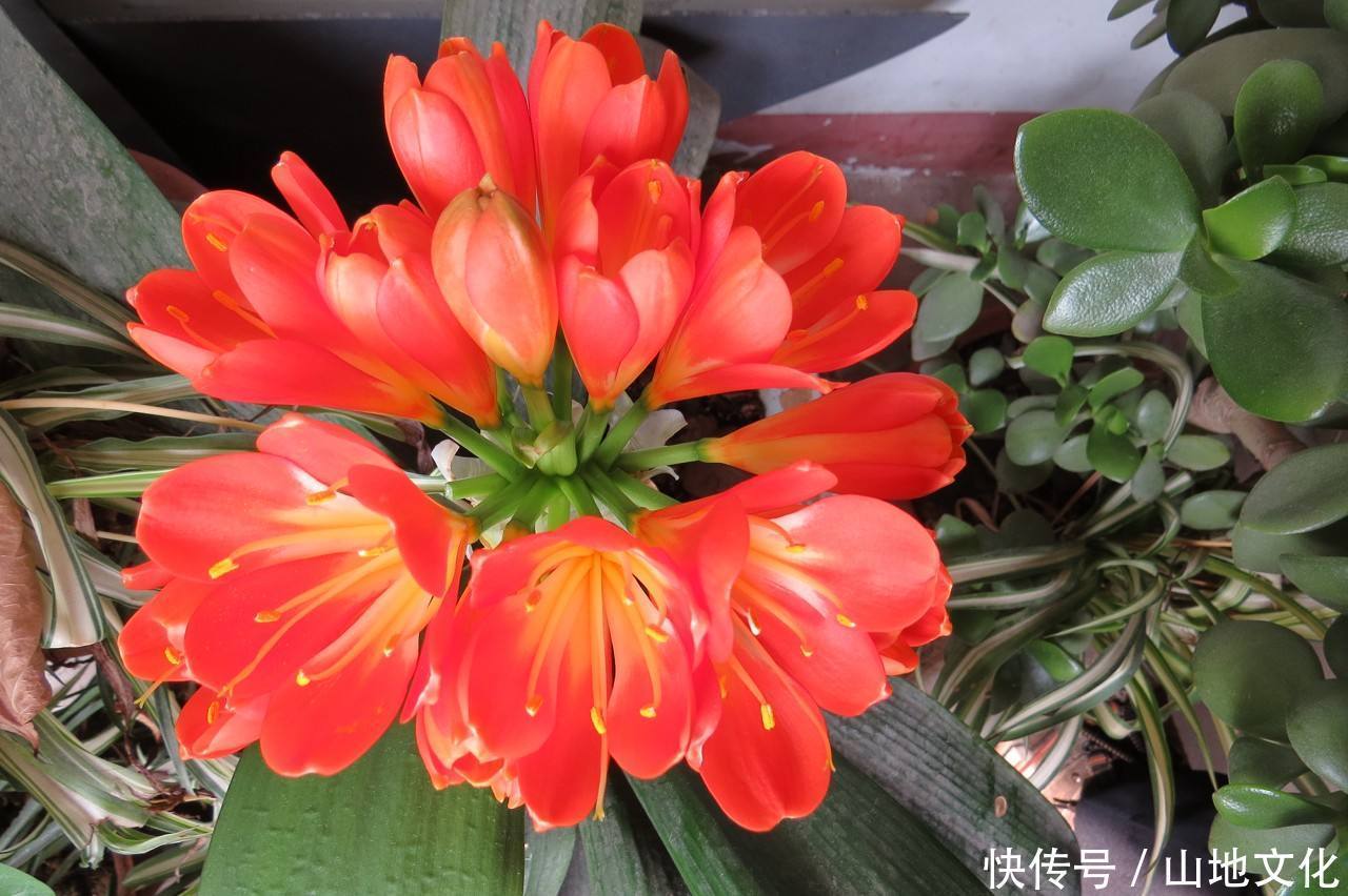 客厅就养3种花,花期在冬季,富贵又大气