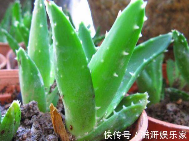 超哥|4种“卧室花”养一盆,空气好、睡的香,花一开就是365天,真