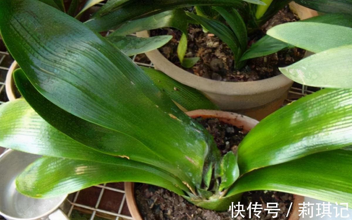 5种花空气再“干燥”,也别喷水,会黄叶、烂叶、掉花苞