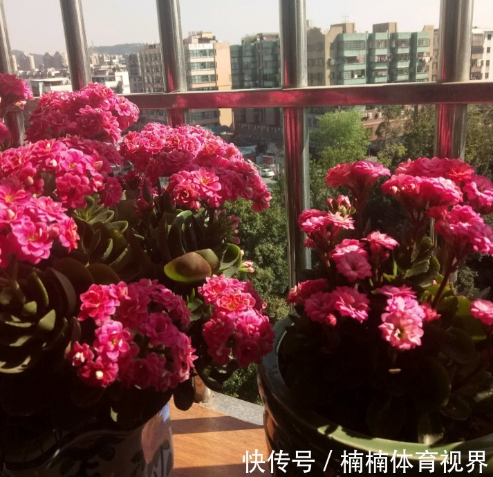 怎么让长寿花多来几茬?这4个方面“勤快些”,一茬接一茬地开