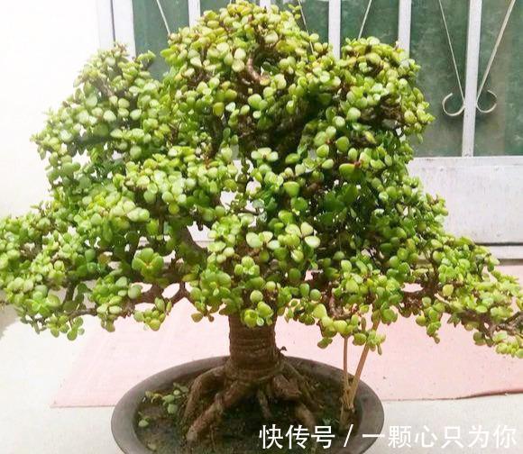 金枝玉叶冬季烂根,主要因为有“4怕”,顺利避开长势也不差