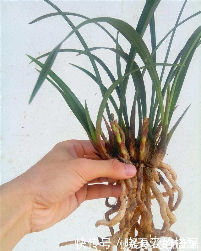 媳妇盆栽3年的兰花,爆盆的速度太疯狂,阳台上都放不下了