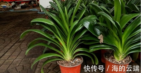 君子兰萎靡不振该怎么办?用完这3样肥料,植株马上变精神