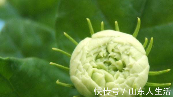 此花，是我国少有的可以卧室盆栽的香花，有安神静心的功效