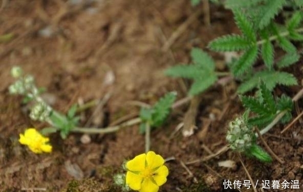  男性|农村一种奇特野草，称作“浮尸草”，用它炖肉是一绝，男性最喜欢