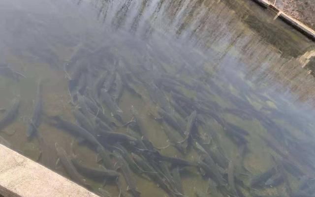 为何说中国把鱼子酱拉下“奢侈品”神坛看完哭笑不得,果然有实力