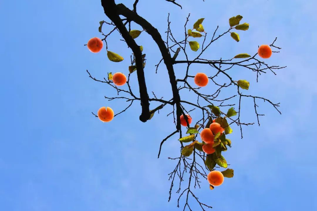 东港区|颜值太高！日照初冬打卡地！是谁打翻了“颜料盘”？?