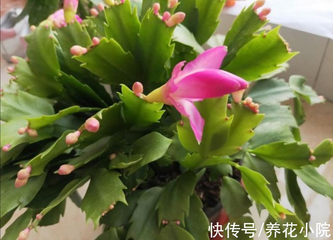 11月养蟹爪兰,给它补上“1种肥”,花苞长得多而又饱满