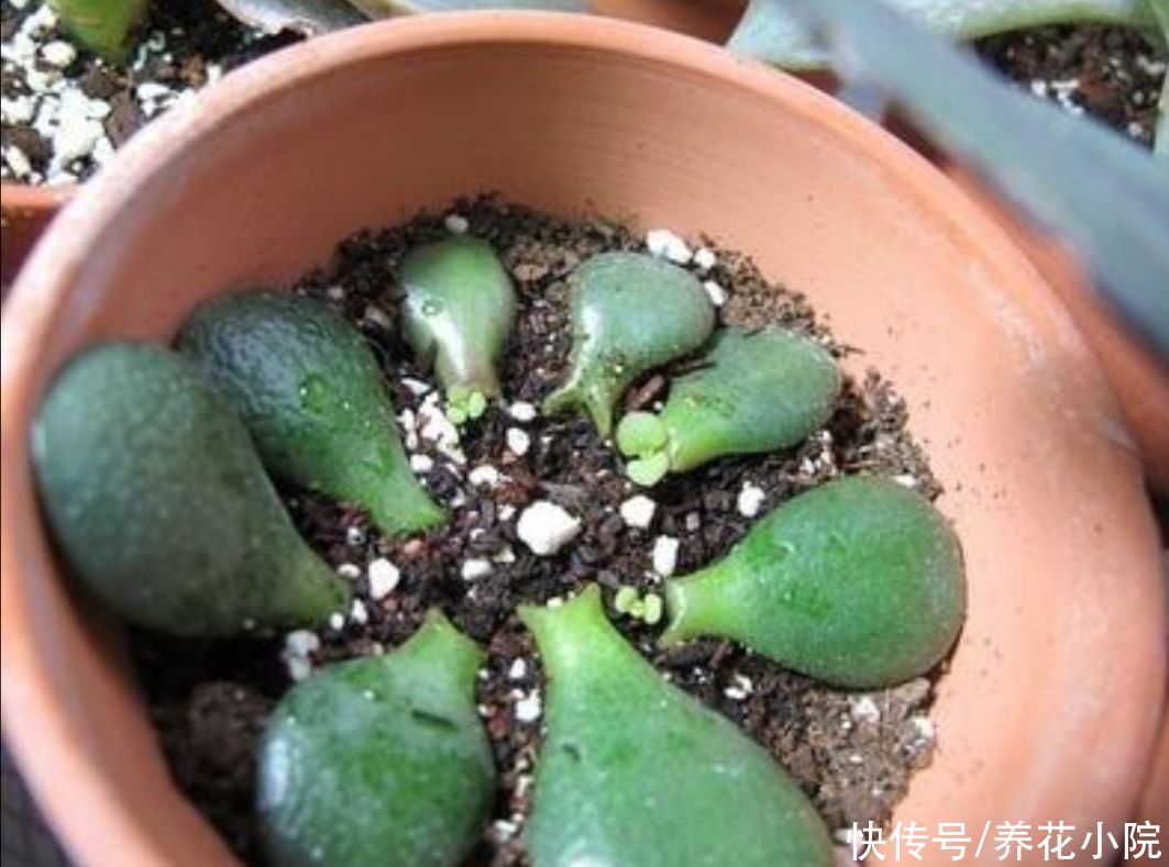 扦插|有5种花，用叶子就能插活，现在扦插，秋天长满花盆