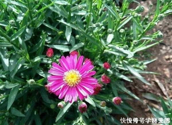 紫色开始流行,紫色花也超美,几种专门的紫色花不养就亏了