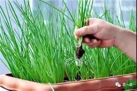 4步教你盆栽小葱,又粗又“肥硕”,不用再去菜市场买啦