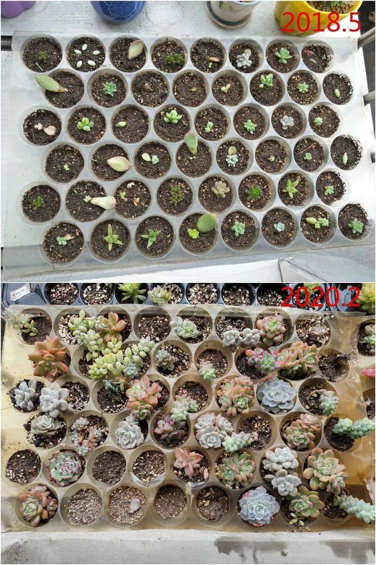 每次的剁手都是忍无可忍,无需再忍!买买买!静待肉美!