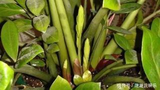 肥料|养金钱树、虎皮兰“抓重点”,每月喂点“出芽肥”,1次冒出5个芽