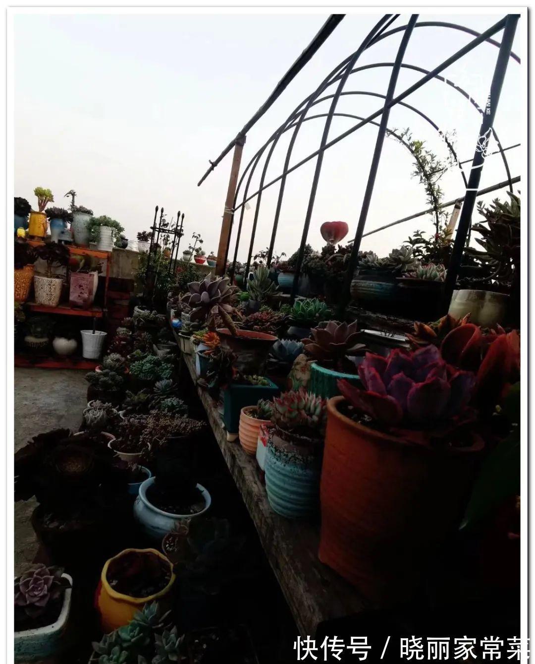 百科|多肉之路,让我沉醉,浮世三千,有肉就欢!