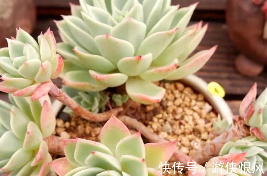 多肉三色菫怎么养出群生手捧花