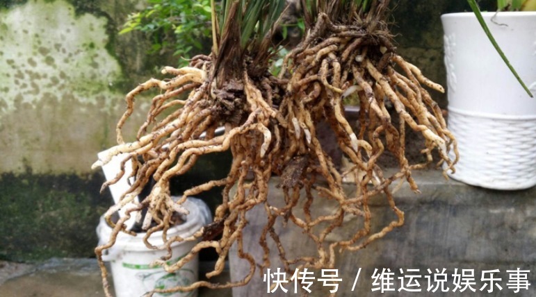 家庭养花，从哪些方面下手休整植物根部效果好？