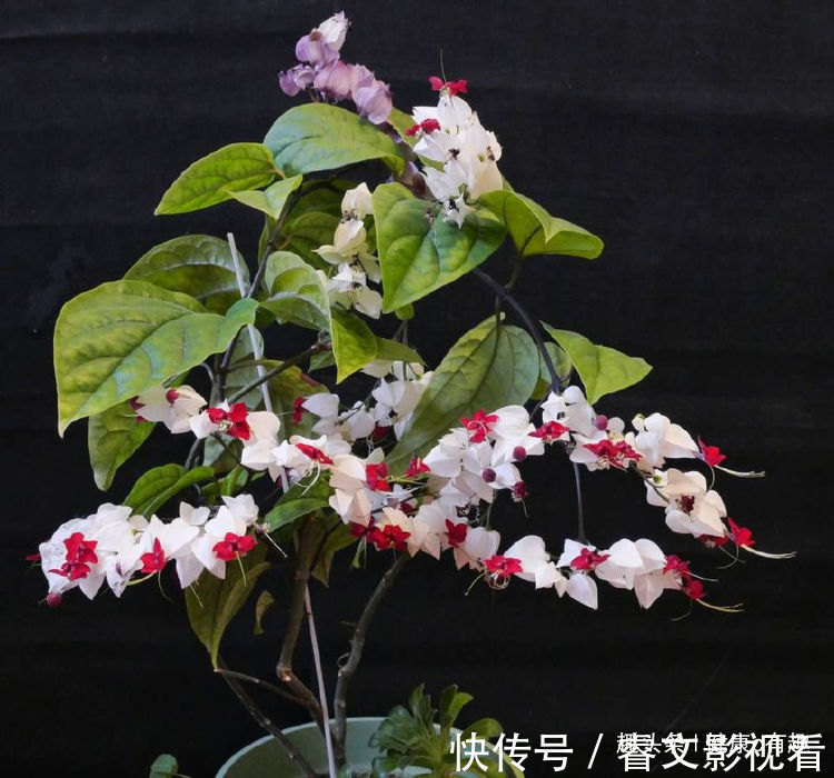 珍珠宝塔|喜欢菊花就选“情人菊”,花姿优美,娇艳动人,花期长适合盆栽养