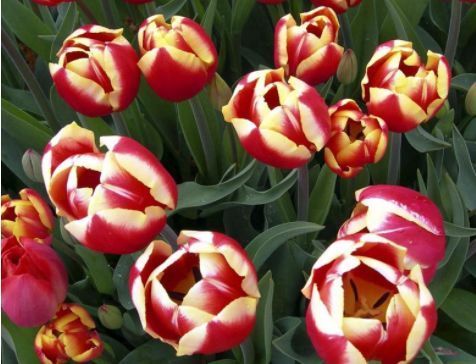 四种花常年开花易爆盆,被称为花卉界的劳模,好养活还不贵