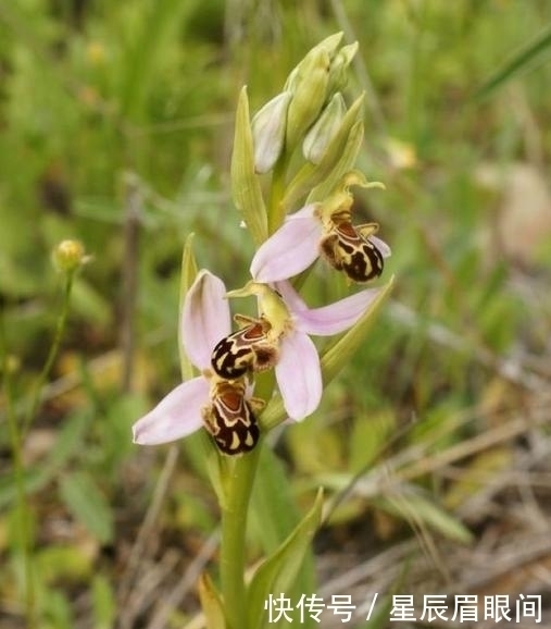 动物|花儿也疯狂,明明是花,就是不认输,非要长的和动物一模一样