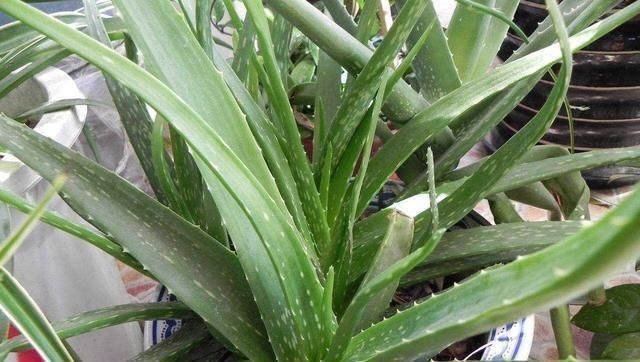 肥厚|养芦荟,记住1个小要点,侧芽冒20个,叶片翠绿肥厚,一年爆盆