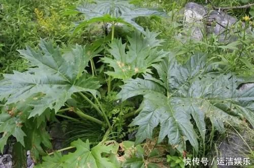 大黄农村遍地都是，不是人参胜似“人参”，竟然还能拿去卖钱呢