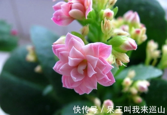 冬天|长寿花有“3怕”，冬天养护要避开，不然难以开花，花友都要了解