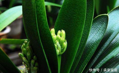 养君子兰不会浇水主要看叶子,水多水少有信号,养护也方便