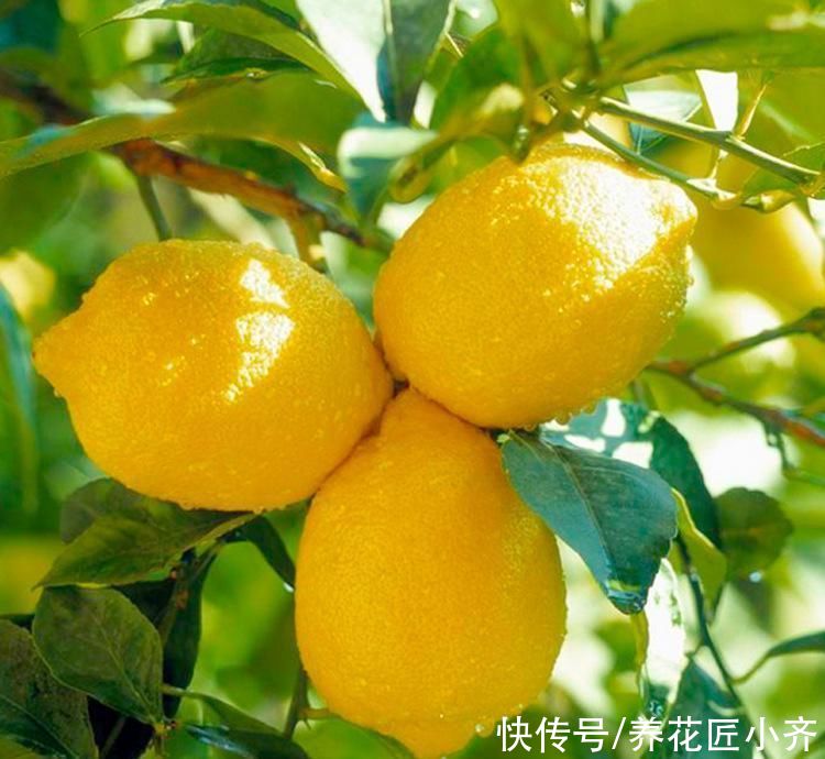 叶绿|盆栽柠檬养不好？记住它有“4怕”，避免才能叶绿结果多