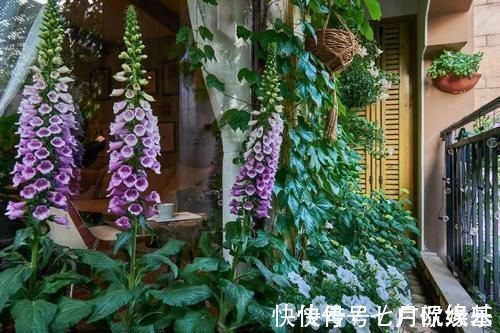 花盆|这样的阳台,那院子我也不换,美得太过分,今生只做个闲人了!