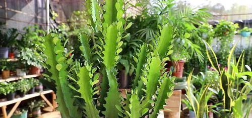 光照|家里不要乱养花,这3种植物,养人又旺财,聪明的人都在养!